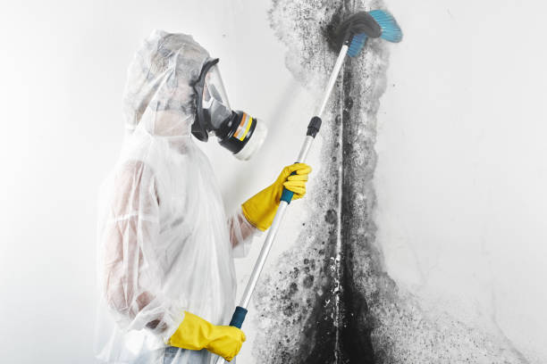 Best Environmental Consulting for Mold Prevention  in Wrightsville, GA
