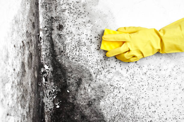 Best Mold Remediation for Healthcare Facilities  in Wrightsville, GA
