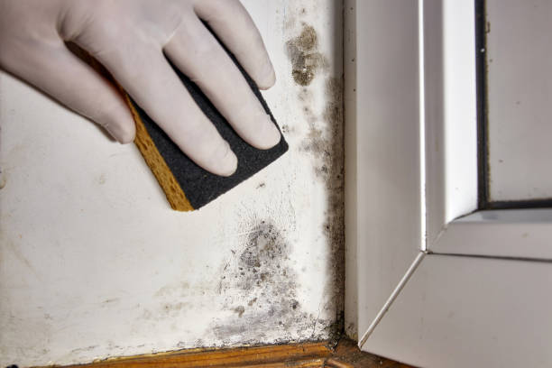 Best Post-Construction Mold Inspection  in Wrightsville, GA